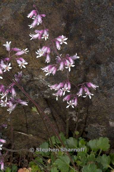 heuchera hirsutissima 3 graphic